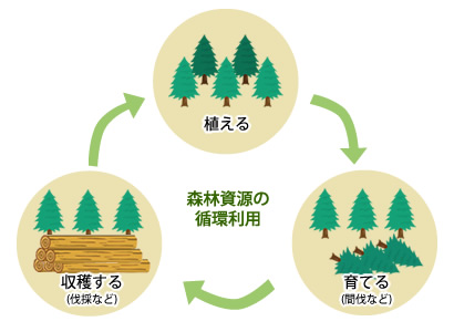 植える・育てる・収穫する（森林資源の循環利用）