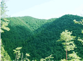 山