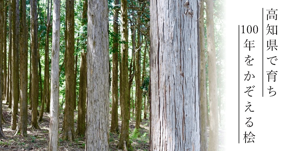高知県で育ち100年をかぞえる桧