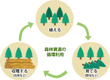 森林資源の循環利用